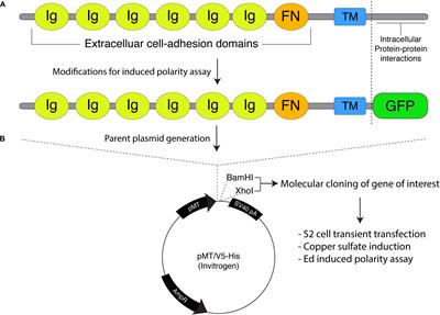 A Cell Adhesion-Based Reconstitution Method for Studying Cell Polarity